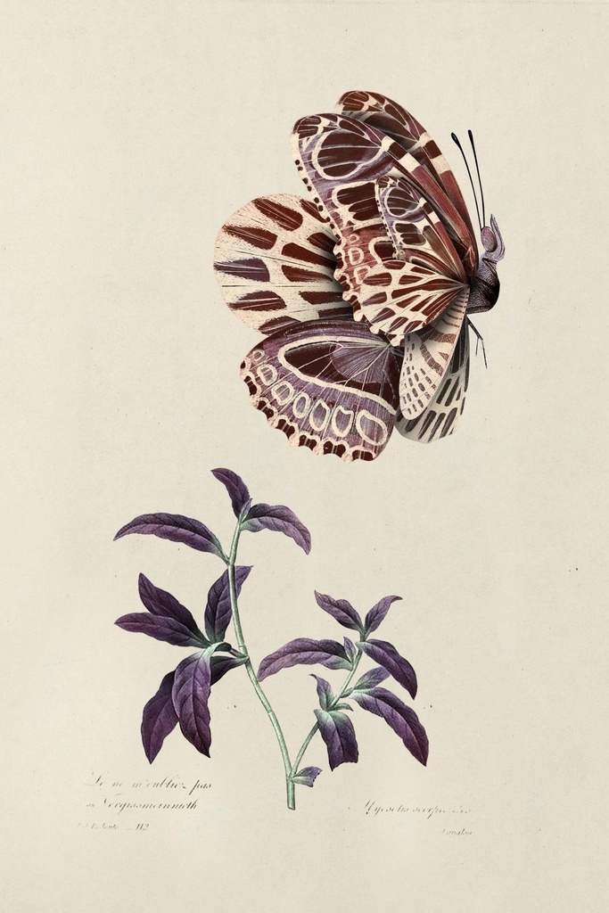 Mimic_Moth_moth-fullscreen.jpg