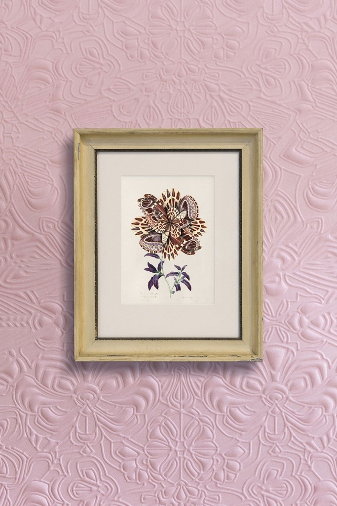 Mooi-Mimic-Moth-fullscreen.jpg