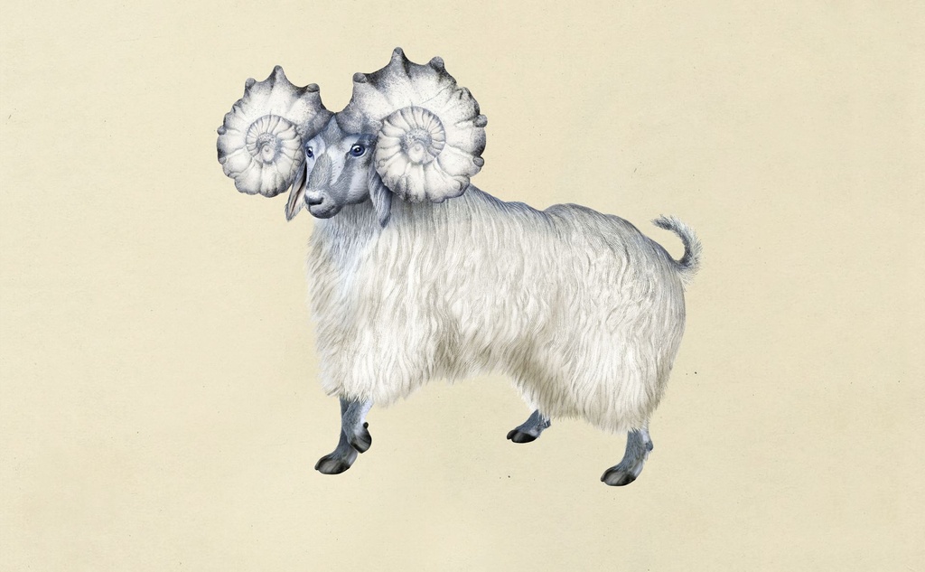 PogoGoat_LR_1-fullscreen.jpg